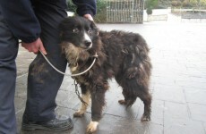 Elderly man banned from keeping dogs in 'graphic and horrific' case