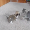 This puppy versus kitten brawl is adorable