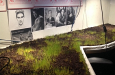 Prankster co-workers grow grass on colleague's desk while he's on holidays