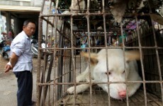 reject shop dog bowls