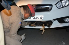 Dog survives 90km ride stuck in bumper after being hit by car