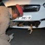 Dog survives 90km ride stuck in bumper after being hit by car