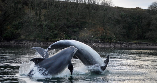 A Fungi to hang out with... Dingle dolphin and friends splash about in the bay