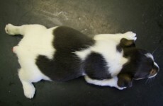 Tail docking by non-vets to be banned
