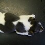 Tail docking by non-vets to be banned