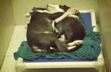 Blind puppy and ‘seeing eye’ brother adopted after adorable hug goes viral