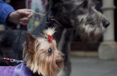 Dublin mayors tell dog-owners: pick up after your pooches