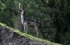 Three men arrested over deer poaching