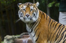 Man attacked by tiger at 'Crocodile Hunter' zoo