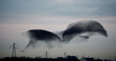 Beautiful murmuration of starlings causes power outages in village