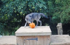 A wolf has escaped from a zoo in Essex