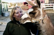 Llama on the run for 6 months given new home