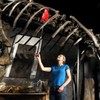 A real (not live) dinosaur is being sold in the UK today