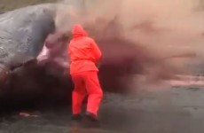 Horrifying video of dead sperm whale exploding