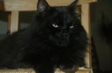 Villagers claim they're being terrorised by 'devil cat'