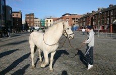 Horse dies after being doused with petrol and set alight