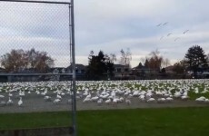 Watch hundreds of geese fill the sky after a break from migration
