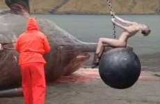 Horrifying exploding whale gets a Miley Cyrus remix