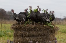 VIDEO: Turkey farm gets ready for Christmas
