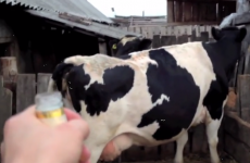 Russian video perfectly captures the experience of being extremely drunk
