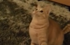 Cat loses mind watching twirly toy