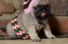 This pug puppy reenactment of Home Alone is adorable