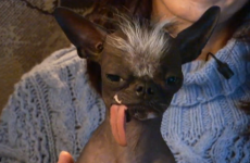The world's ugliest dog has died