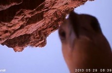 Watch an eagle steal a camera, make its own film