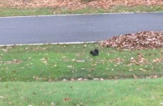 Adorable squirrel can't stop fainting