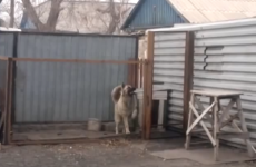 Watch how this scary guard dog transforms when pop music plays