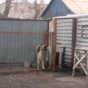 Watch how this scary guard dog transforms when pop music plays