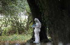 Girl, 17, arrested over Phoenix Park murder