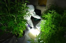 Two arrested after large-scale cannabis growhouse uncovered in Ballymena