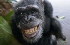 'Chimps are people too' US court told