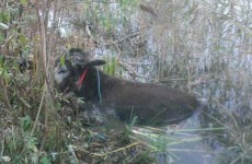 Donkey suffers hypothermia after spending night stuck in Dublin canal