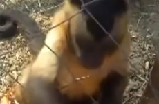 Monkey orders stupid human to crush leaves for it