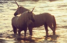 Would you like a unicorn for Christmas?