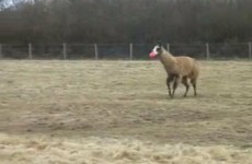 Llama playing fetch, and bloody loving it