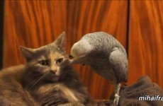 Who knew cats and parrots were such mortal enemies?