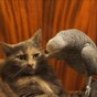 Who knew cats and parrots were such mortal enemies?