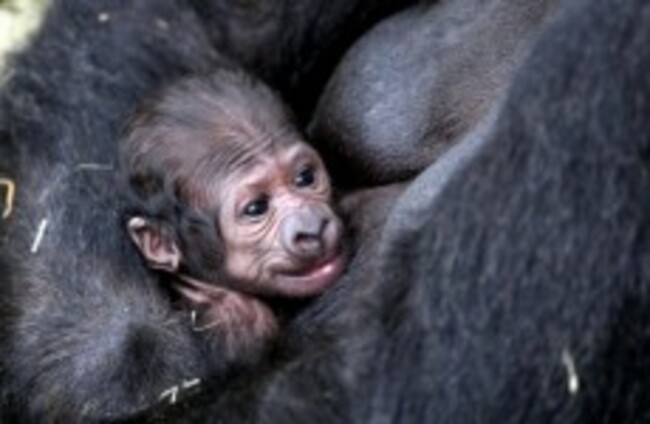 It's a.... boy (gorilla)
