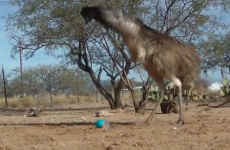 Hilarious ostrich and emu dance their way out of terrifying encounter with kid's toy