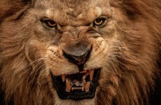 Humans aren't the top predators. Sorry.