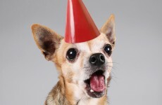 Dog Christmas carol service to be held at Christ Church Cathedral