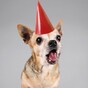 Dog Christmas carol service to be held at Christ Church Cathedral