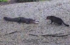 This stand-off bewteen a cat and an alligator is INTENSE