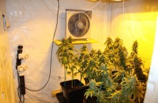 "Elaborate grow house" in Waterford yields €470,000 worth of seized cannabis