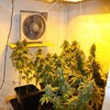 "Elaborate grow house" in Waterford yields €470,000 worth of seized cannabis