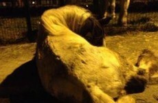 Horse euthanised after being found with two broken legs in Wicklow estate