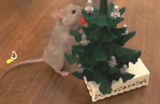 This mouse decorating a tiny tree is more prepared for Christmas than you are
